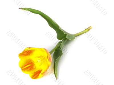 tulip