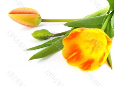 tulip