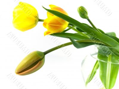 tulip