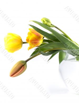 tulip