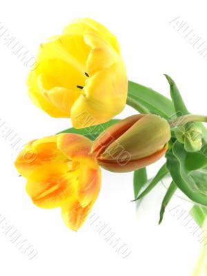 tulip