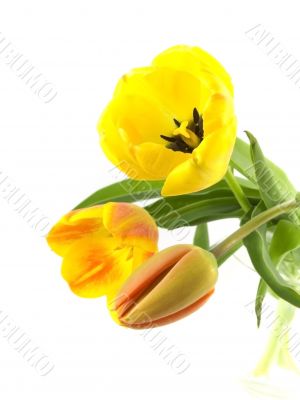 tulip
