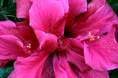 Pink double hibiscus