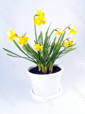 jonquils