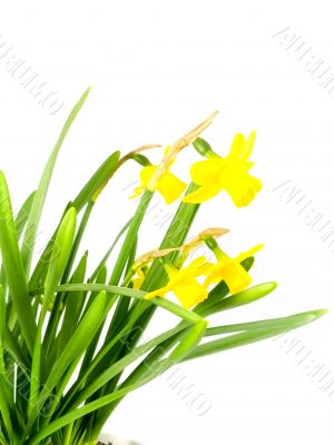 jonquils