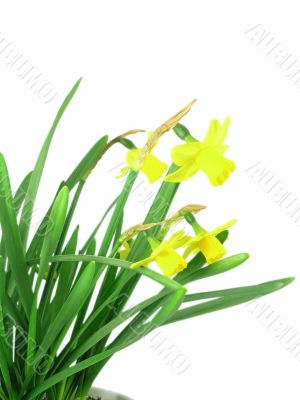 jonquils