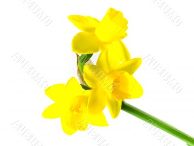 jonquils