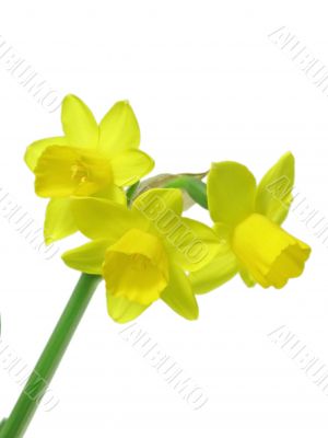 jonquils