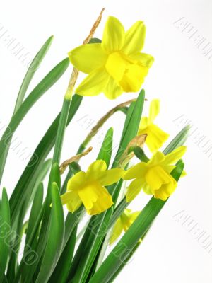 jonquils