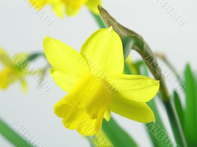 jonquils