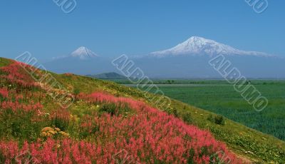   Wiev of Mountain Ararat.
