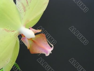 Orchid flower