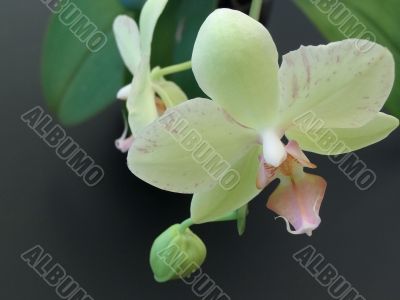 Orchid