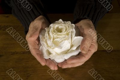 Old hands with white rose