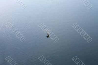 Duck 1