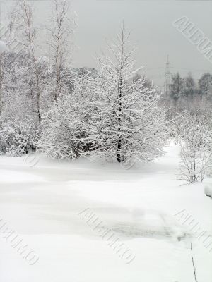 In the winter forest