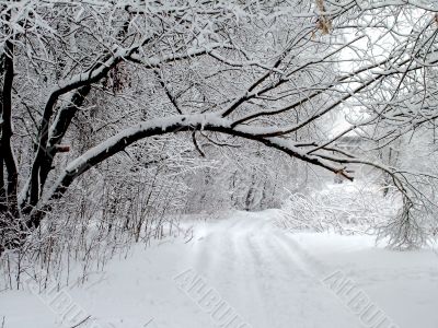Road in the winter forest
