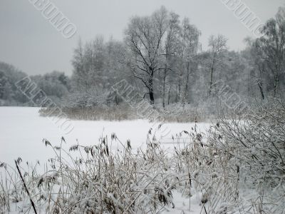 In the winter forest