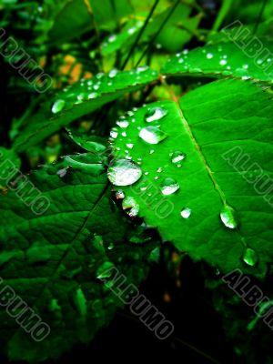 dew on the foliage
