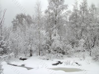 In the winter forest