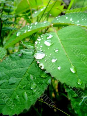 dew on the foliage