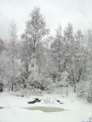 In the winter forest