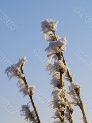 Frost