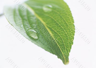 Drops on the leaf