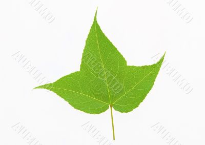 Green leaf