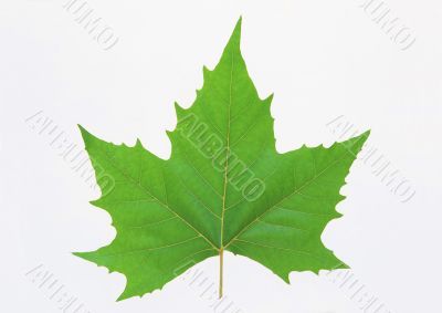 Green leaf
