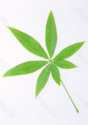Green leaf