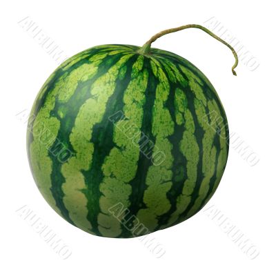 isolated watermelon