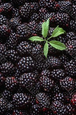 Raspberry