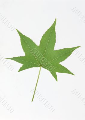 Green leaf