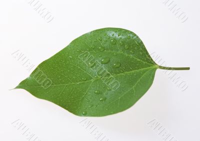 Green leaf