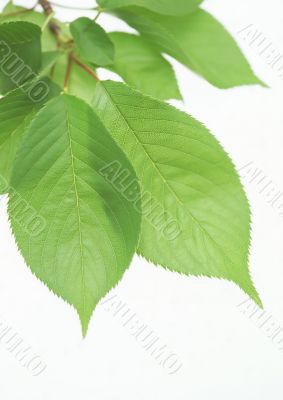 Green leaves