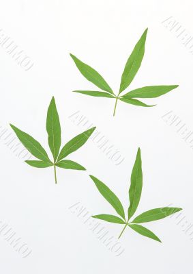 Green leaves