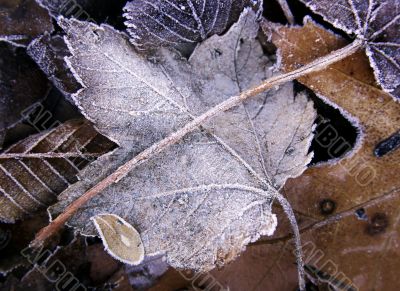 Frosty Leaves