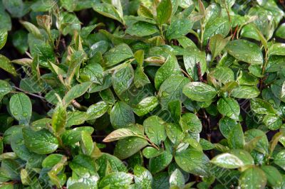 Wet leaves.