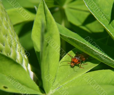 The bug.