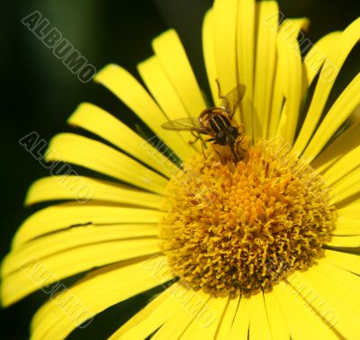 Bee on a flower.