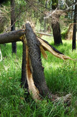 Broken pine tree after storm