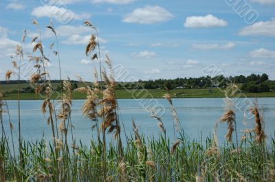 View of river through reed