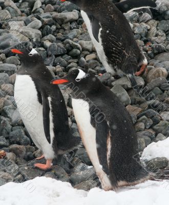 Gentoo penguins