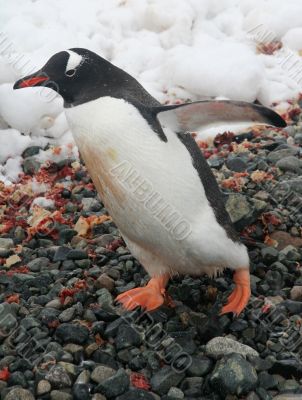 Gentoo penguin, on rocky beach
