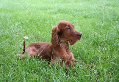 red puppy