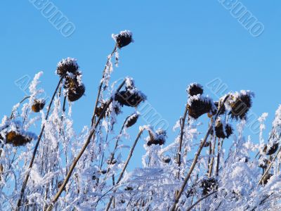 Frost