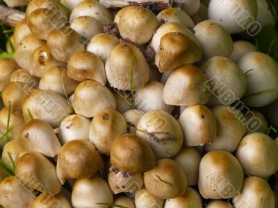 mushroom heads