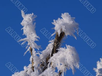 Frost