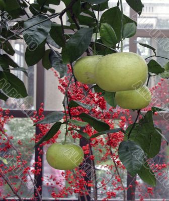 Grapefruit hanging from tree
